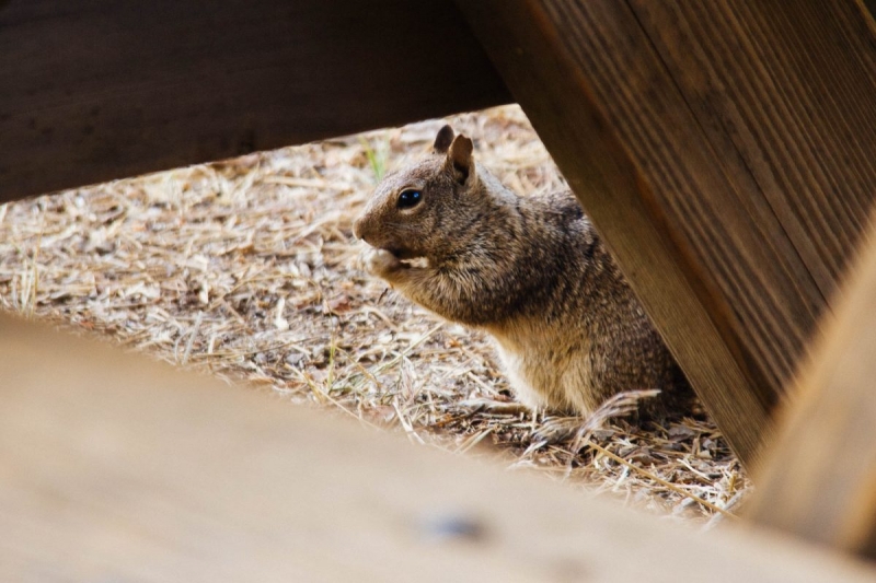 Wildlife Squirrel Photo