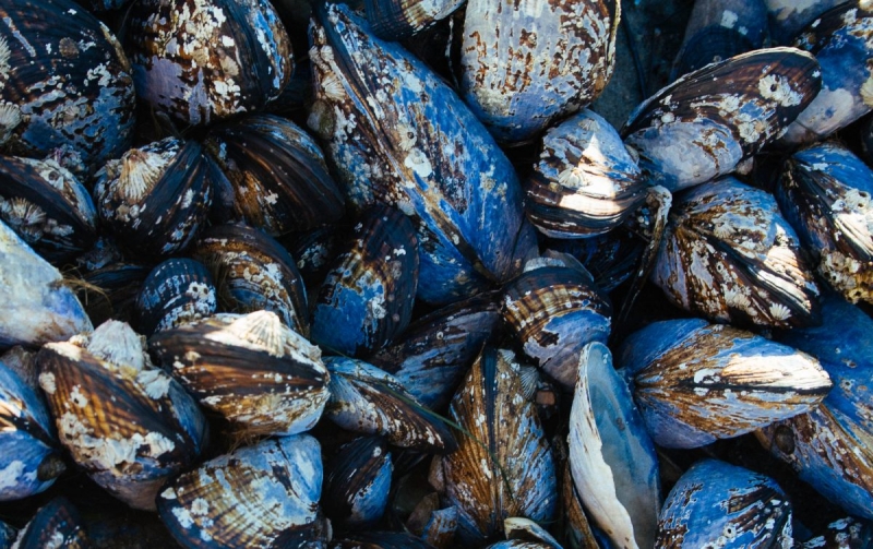 Blue Clams