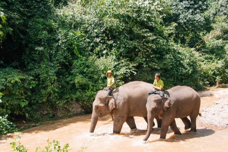 Elephants Bathing
