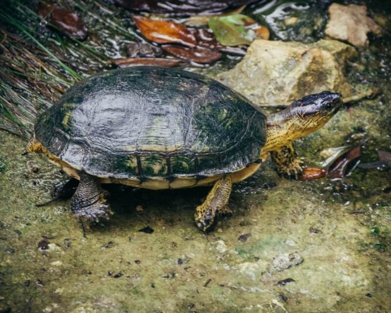 Turtle at Gran Cenote Tulum - Re