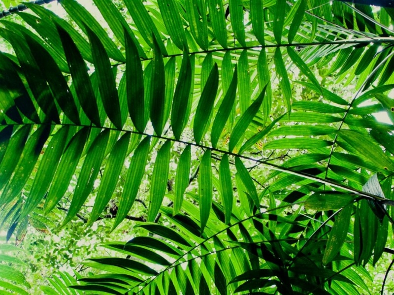 Tikal National Park Ferns