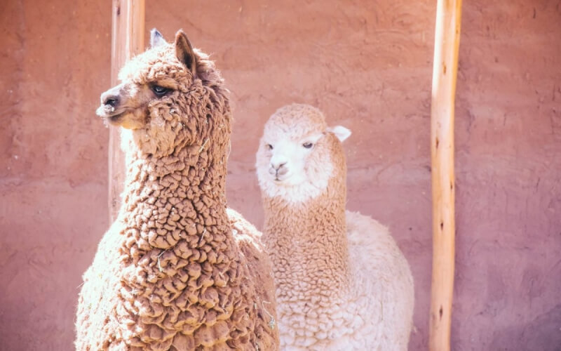 Mundo Alpaca Photography