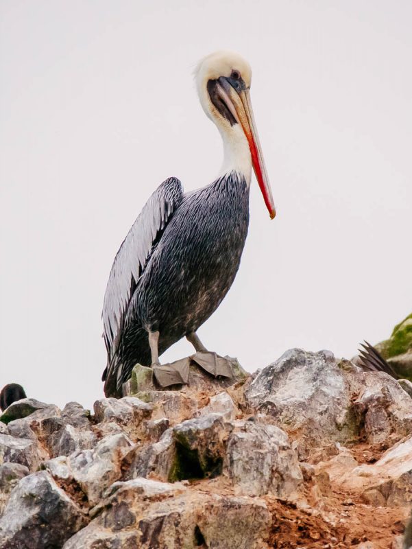 Peruvian Pelican