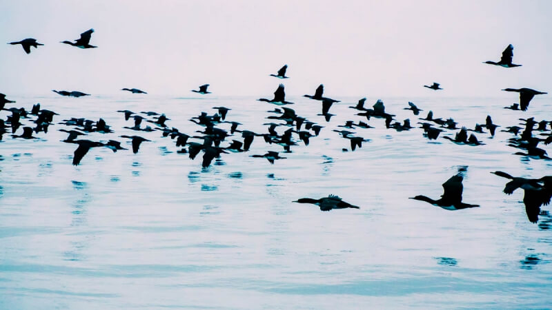 Silhouetted birds flying by