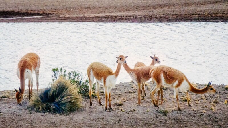 Colca Canyon Vicunas