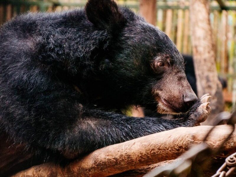 Kuang Si Bear Rescue Photos