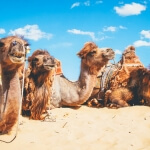 One week in Mongolia