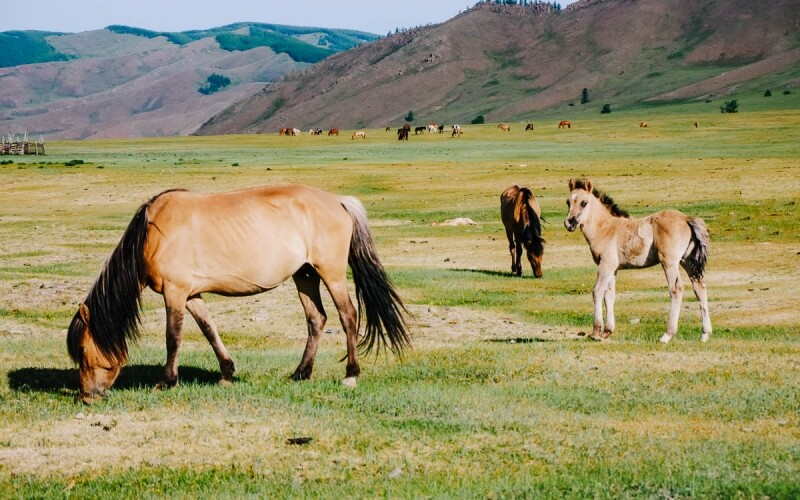 Mongol Horses and Foal in Gorkhi-Terelj National Park
