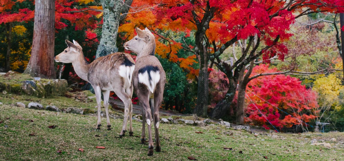 An Easygoing Nara Itinerary - Nara Deer Park | Sidecar Photo