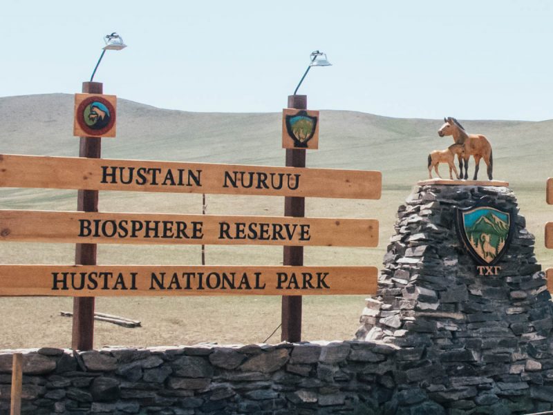 Wild Horses At Mongolias Hustai National Park Sidecar Photo